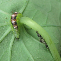 Larve Syrphidae